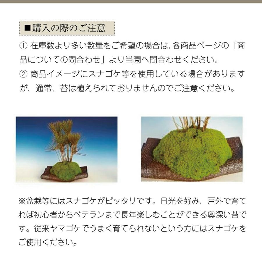 信楽焼 植木鉢 人気の三ツ足 4号 選べる4種セット 【送料無料