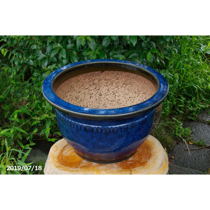 信楽焼 植木鉢 陶器 昭和の時代作 約50年前の本格的な 生子輪型