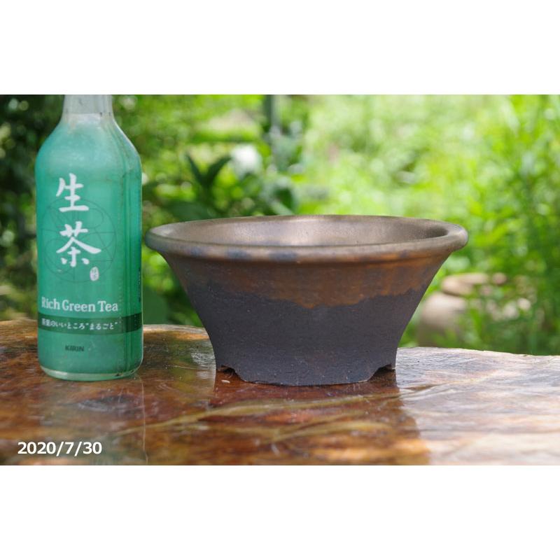 信楽焼 植木鉢 金彩ソリ鉢 7号 【山野草鉢 多肉植物鉢 盆栽鉢】 : 石田