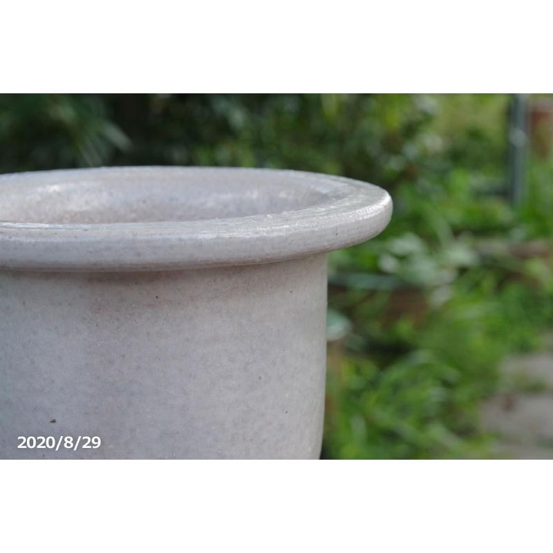 杉　石化　綴化　５号陶器鉢つき　激レア❗ Silver Tea Kettle with Plum, Orchid, Bamboo, and