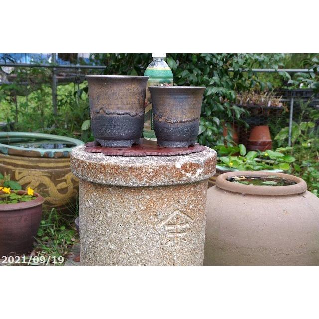 信楽焼 植木鉢 手びねり 金彩ビードロ大深 5号 サナサービス 新作商品 信楽焼 植木鉢 手びねり 金彩ビードロ大深 5号 サナサービス 新作商品