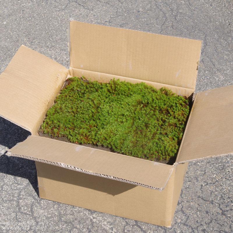 代引不可】 庭園用 スギゴケ 杉苔 8枚入 1箱（0.8平米）【送料無料