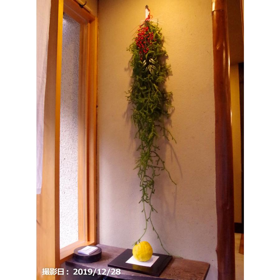 フレッシュ！ ヒカゲノカズラ 約1.5m×6本【クリスマス リース