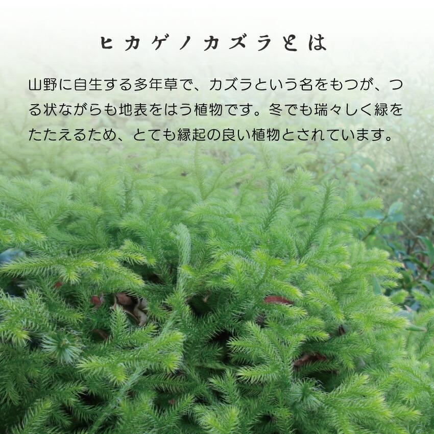 フレッシュ! ヒカゲノカズラ 約1.5m×6本【クリスマス リース フレッシュ! ヒカゲノカズラ 約1.5m×6本【クリスマス リース