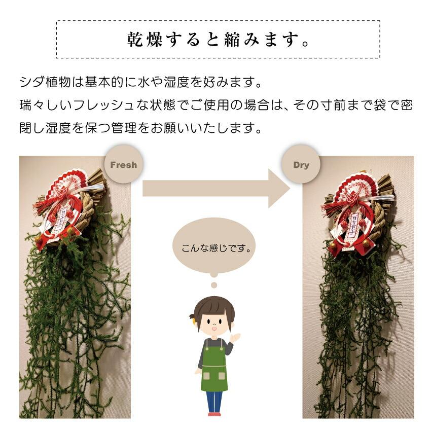 フレッシュ! ヒカゲノカズラ 約1.5m×6本【クリスマス リース フレッシュ! ヒカゲノカズラ 約1.5m×6本【クリスマス リース