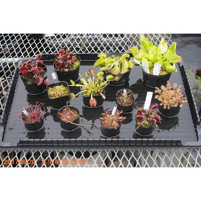 深川製磁 蛙細工付葉形鉢 トレイ 小物置き 深川製磁 蛙細工付葉形鉢 トレイ 小物置き - メルカリ