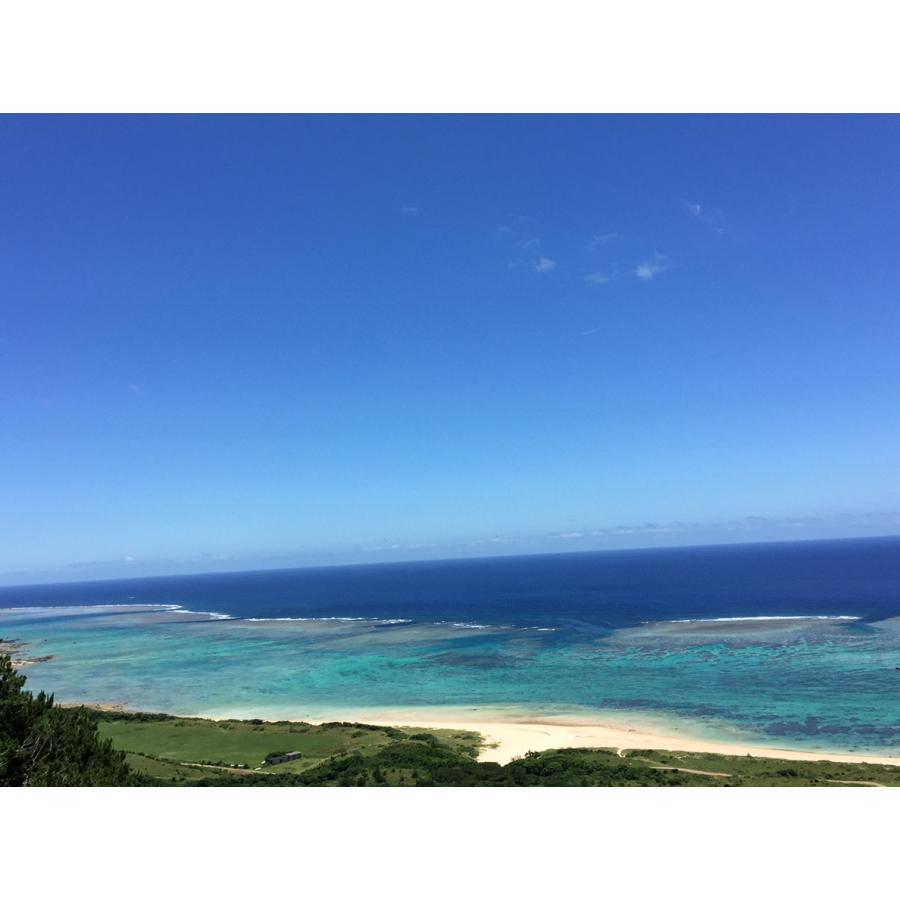 交配用ミツバチ 女王有2枚群 約4000匹 ミツバチ販売 中長期交配型 養蜂 ハチ 飼育 ポリネーション 産地直送 