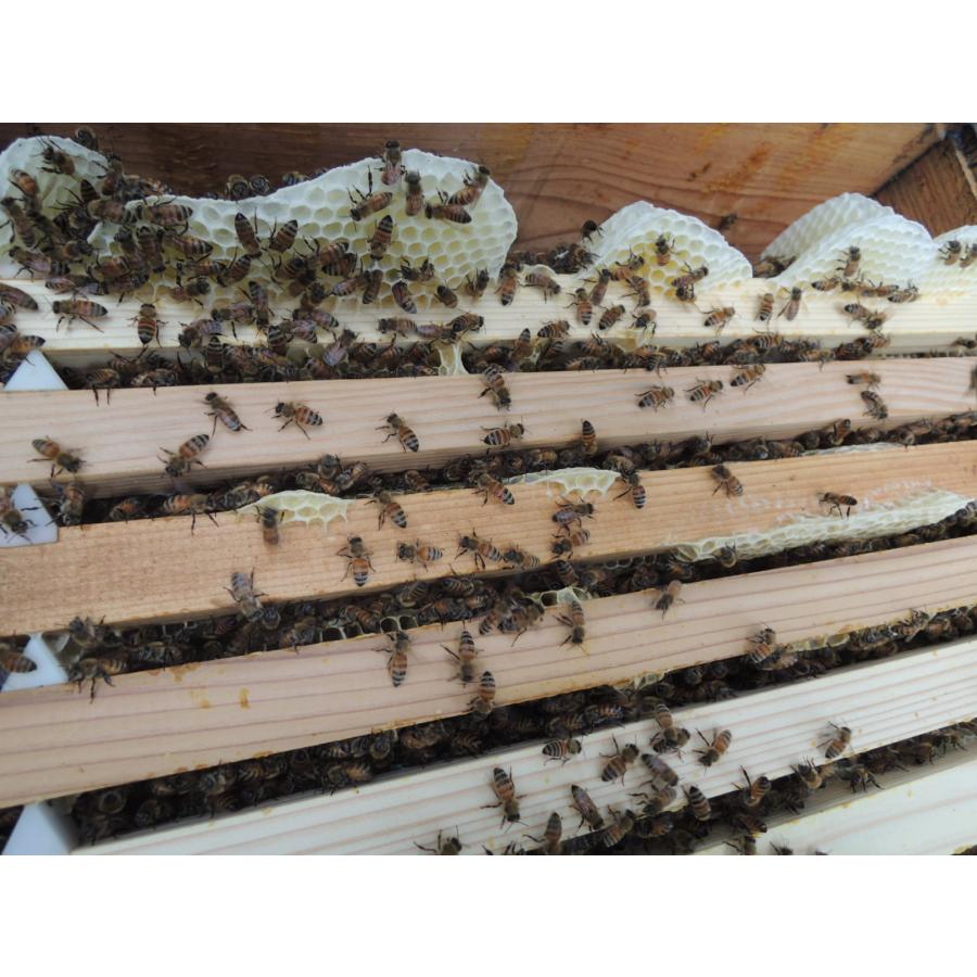 交配用ミツバチ 女王有2枚群 約4000匹 ミツバチ販売 中長期交配型 養蜂 ハチ 飼育 ポリネーション 産地直送 
