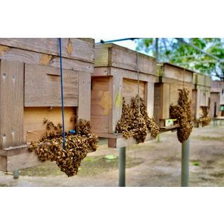 交配用ミツバチ 女王蜂入り 2枚群 約4000匹以上 ミツバチ販売 中期交配型 ハチ ポリネーション 産地直送｜ishigaki-bee-store｜03