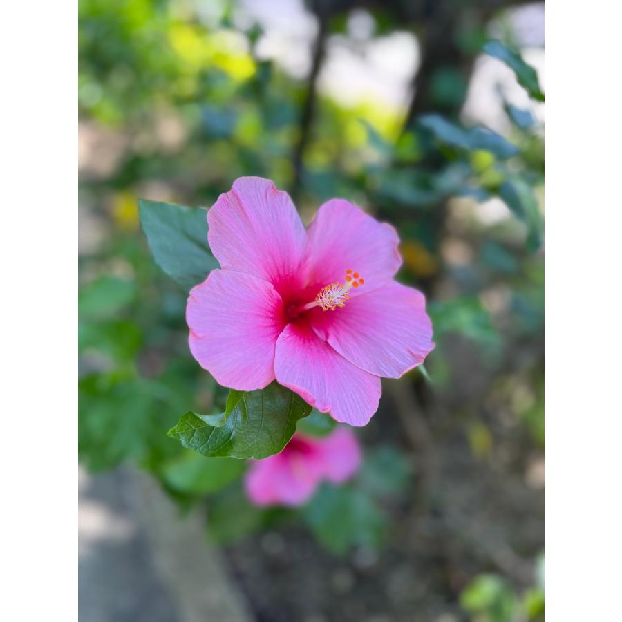 交配用ミツバチ 女王有2枚群 約4000匹 ミツバチ販売 中長期交配型 養蜂 ハチ 飼育 ポリネーション 産地直送 