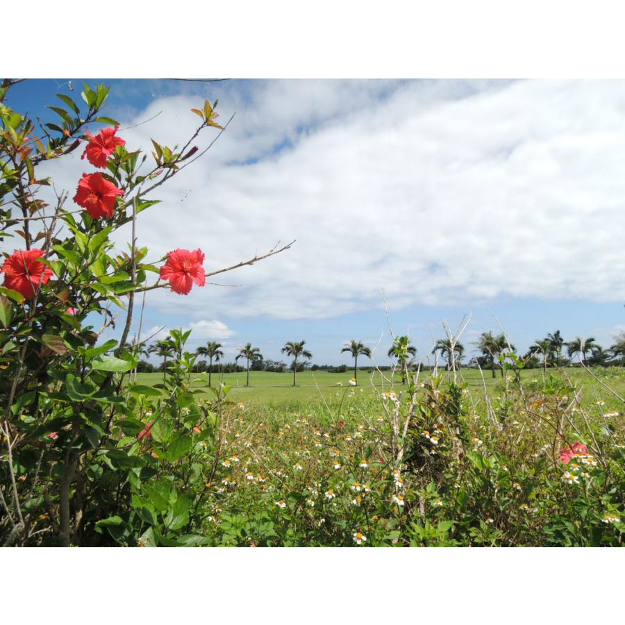 交配用ミツバチ 女王有2枚群 約4000匹 ミツバチ販売 中長期交配型 養蜂 ハチ 飼育 ポリネーション 産地直送 