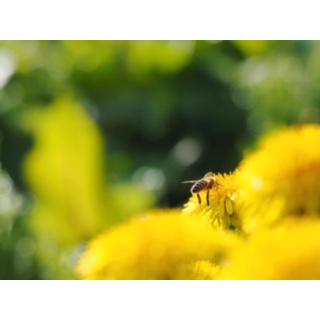 種蜂 新女王 木箱4枚群 約12000匹 産地直送 採蜜用ミツバチ 10枚用標準 