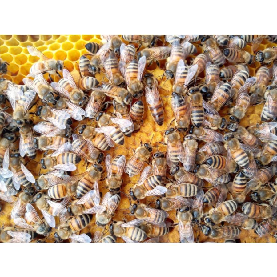 西洋ミツバチ(6000匹)