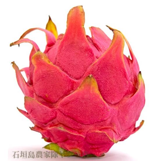 ドラゴンフルーツ 赤2kg(4〜10玉) 沖縄石垣島産 : 果物と島野菜