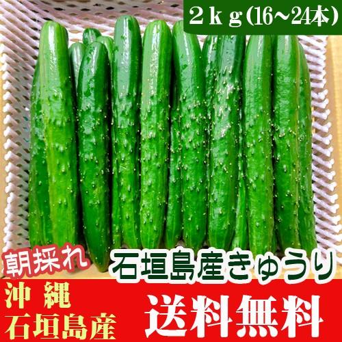 朝採れ きゅうり 2ｋｇ 16 24本 石垣島産 送料無料 Kyuri2kg 果物と島野菜の店 石垣島農家隊 通販 Yahoo ショッピング