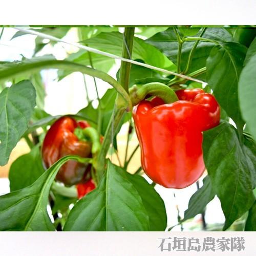 業務用パプリカ (赤・黄)10kg 石垣島産 送料無料 : 果物と島 業務用パプリカ (赤・黄)10kg 石垣島産 送料無料 : 果物と島
