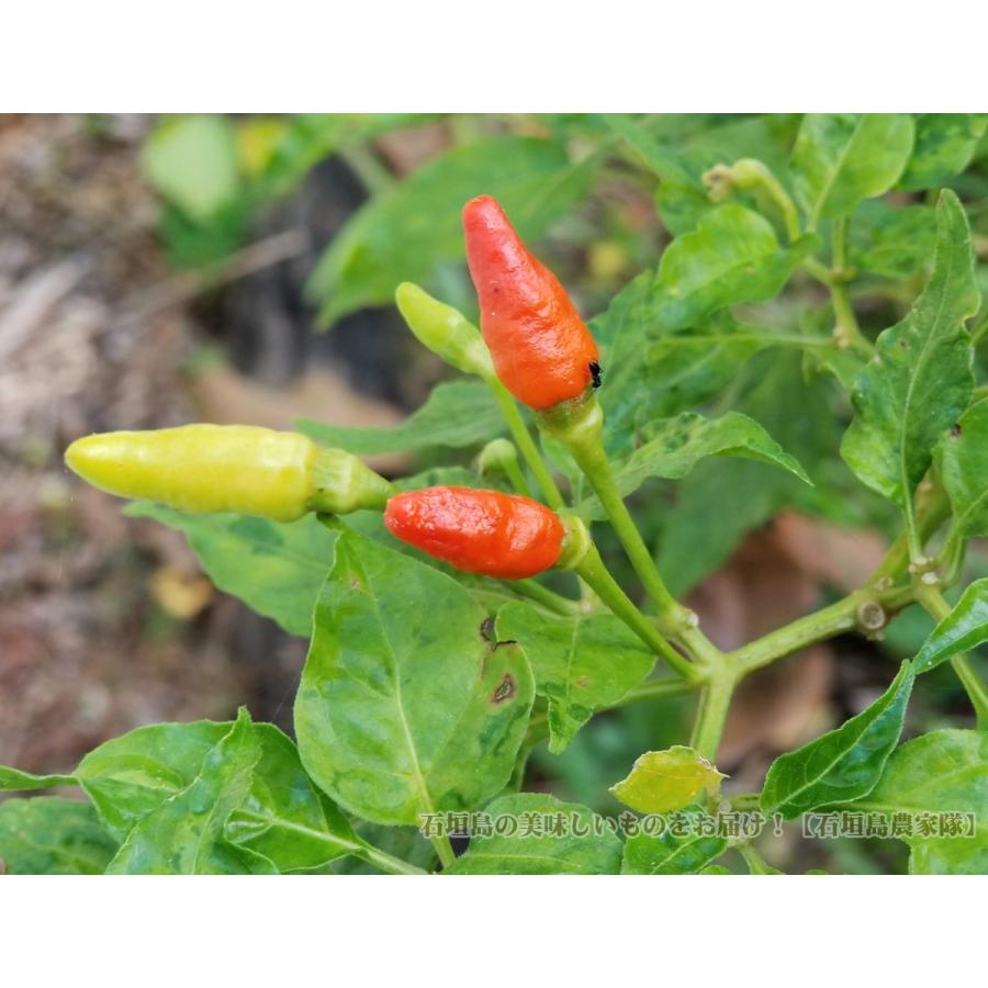 お徳用 業務用 島とうがらし１ｋｇ 冷凍 へたなし 送料無料 Simatougarasi1kg 果物と島野菜の店 石垣島農家隊 通販 Yahoo ショッピング