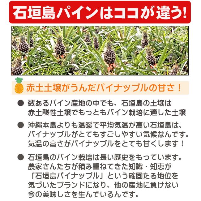 スナックパイン 10kg 8〜12玉 石垣島産 まとめ買い・ケース特価 : 果物