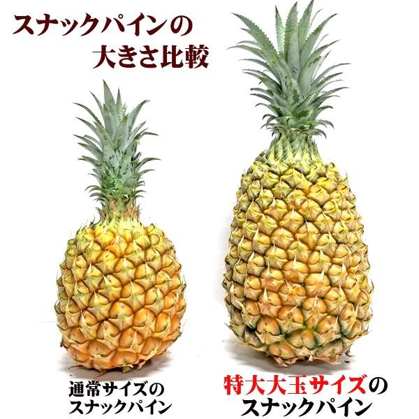 超高品質で人気の 訳あり 特大大玉スナックパイン 約1 ３ｋｇ以上 石垣島産 期間限定特価