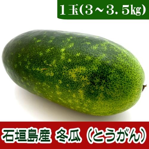 冬瓜 とうがん 1玉 約３ 3 5kg 沖縄石垣島産 島野菜 Tougan 果物と島野菜の店 石垣島農家隊 通販 Yahoo ショッピング