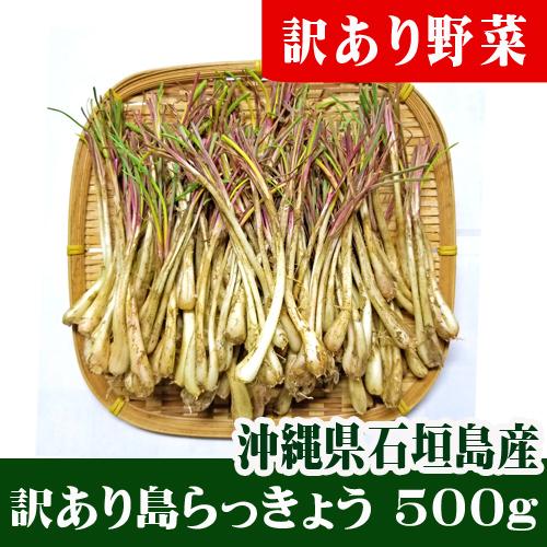 訳あり島らっきょう 500g 沖縄石垣島産 : 果物と島野菜の店-石垣島