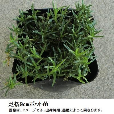 芝桜10ポット 青系花（9cmポット苗） : 緑の宅配便 Yahoo!店