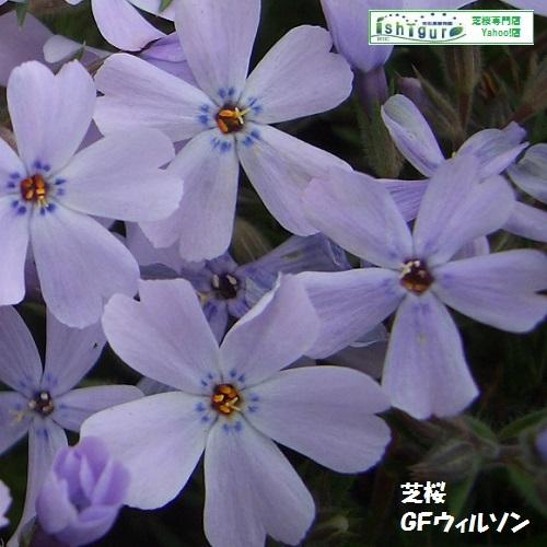 芝桜10ポット 青系花(9cmポット苗) : 緑の宅配便 Yahoo!店 芝桜10ポット 青系花(9cmポット苗) : 緑の宅配便 Yahoo!店