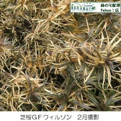 芝桜10ポット 青系花(9cmポット苗) : 緑の宅配便 Yahoo!店 芝桜10ポット 青系花(9cmポット苗) : 緑の宅配便 Yahoo!店