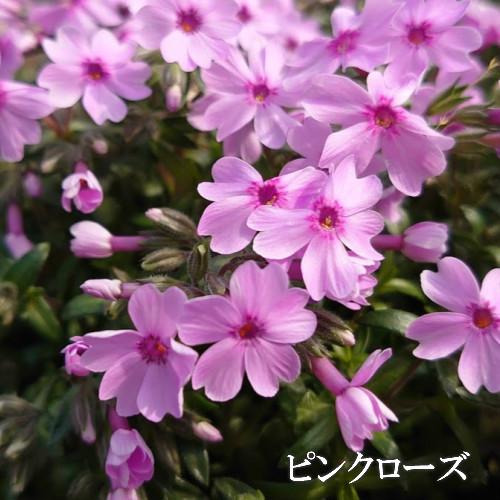 芝桜 ピンクローズ 9cm(3号)ポット苗 : 緑の宅配便 Yahoo!店 - 通販