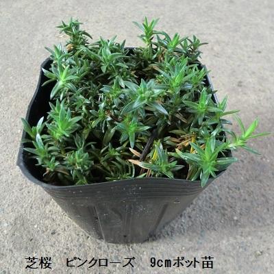 芝桜 ピンクローズ 9cm(3号)ポット苗 : 緑の宅配便 Yahoo!店 - 通販