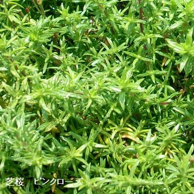 芝桜 ピンクローズ 9cm(3号)ポット苗 : 緑の宅配便 Yahoo!店 - 通販