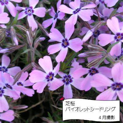 芝桜　バイオレットシードリング　9cm(3号)ポット苗｜ishiguro-suzuka｜03