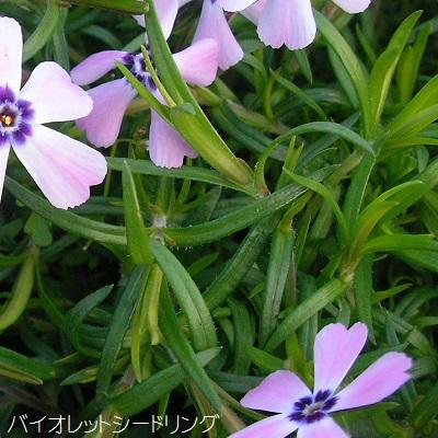 芝桜　バイオレットシードリング　9cm(3号)ポット苗｜ishiguro-suzuka｜05