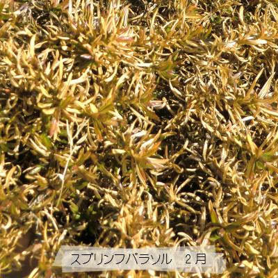 芝桜　スプリングパラソル　9cm(3号)ポット苗｜ishiguro-suzuka｜07