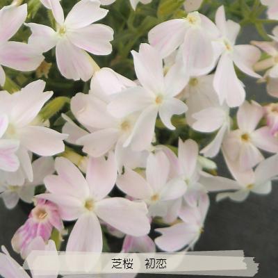 芝桜 初恋 9cm(3号)ポット苗 (白花） : 緑の宅配便 Yahoo!店