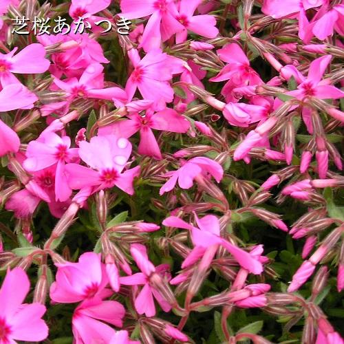 芝桜 あかつき(赤花) 9cm(3号)ポット苗 : 緑の宅配便 Yahoo!店 芝桜 あかつき(赤花) 9cm(3号)ポット苗 : 緑の宅配便 Yahoo!店