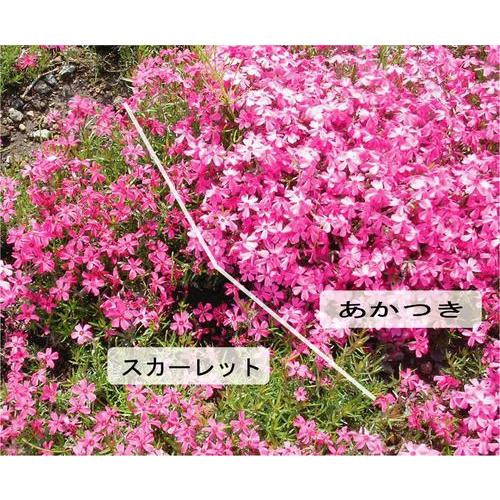 芝桜 あかつき(赤花) 9cm(3号)ポット苗 : 緑の宅配便 Yahoo!店 芝桜 あかつき(赤花) 9cm(3号)ポット苗 : 緑の宅配便 Yahoo!店