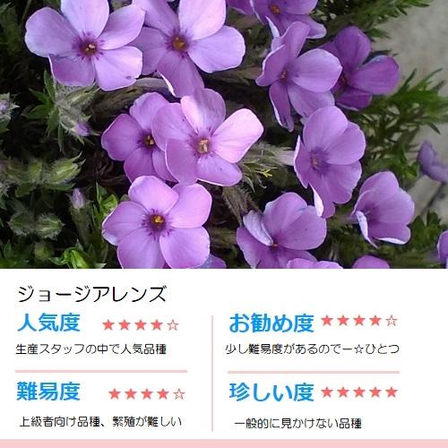 芝桜　ジョージアレンズ(紫花）　9cm(3号)ポット苗｜ishiguro-suzuka｜05
