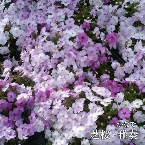 ご予約品】芝桜 雅奏