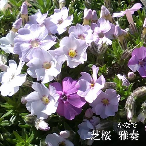 ご予約品】芝桜 雅奏