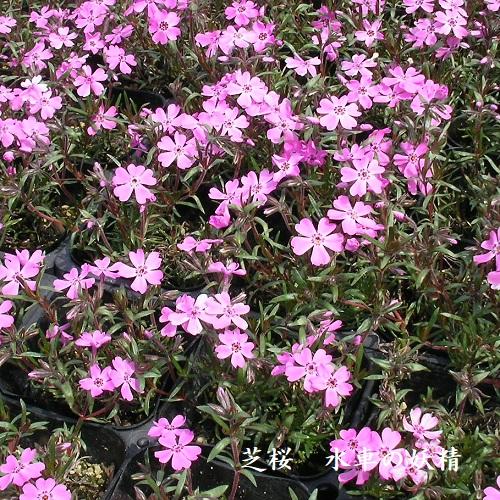 花の妖精 花の妖精のような可憐な姿！『シャニマス』櫻木真乃が「花風