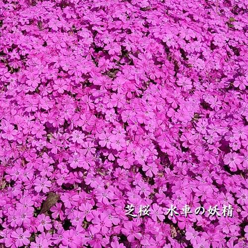 芝桜 水車の妖精(ピンク花） 9cm(3号)ポット苗 : 緑の宅配便 Yahoo!店