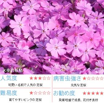 芝桜　水車の妖精(ピンク花）　9cm(3号)ポット苗｜ishiguro-suzuka｜07