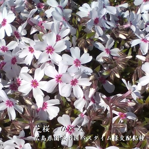芝桜 ひとみ 9cm(3号)ポット苗 : 緑の宅配便 Yahoo!店 - 通販 芝桜 ひとみ 9cm(3号)ポット苗 : 緑の宅配便 Yahoo!店 - 通販