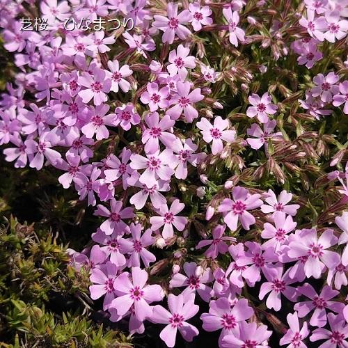 芝桜 ひなまつり(ピンク花） 9cm(3号)ポット苗 : 緑の宅配便 Yahoo!店