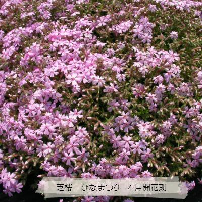 芝桜 ひなまつり(ピンク花） 9cm(3号)ポット苗 : 緑の宅配便 Yahoo!店