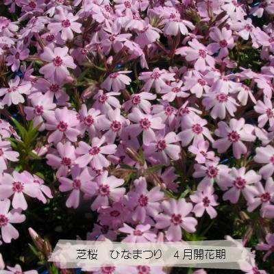 芝桜 ひなまつり(ピンク花） 9cm(3号)ポット苗 : 緑の宅配便 Yahoo!店