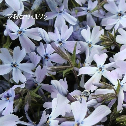 専用ページ　青花*3 サマー*1 芝桜 GFウィルソン（青花） 9cm(3号)ポット苗 : 緑の宅配便 Yahoo!店