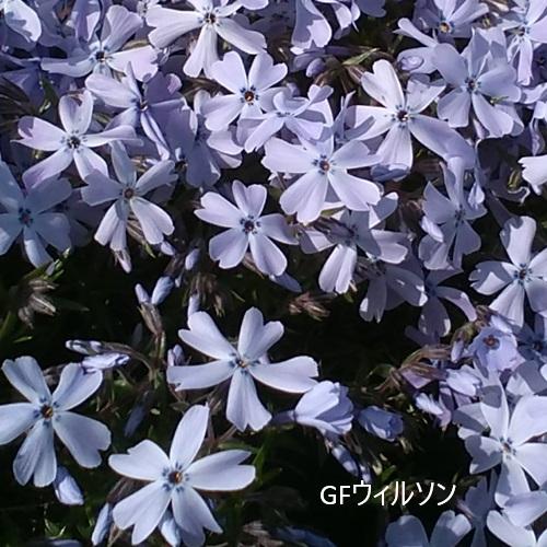 専用ページ　青花*3 サマー*1 芝桜 GFウィルソン（青花） 9cm(3号)ポット苗 : 緑の宅配便 Yahoo!店