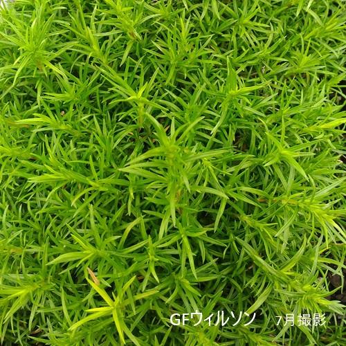 芝桜 GFウィルソン（青花） 9cm(3号)ポット苗 : 緑の宅配便 Yahoo!店